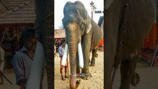 കണ്ടതിൽ സുധീർ|kandathil sudheer short story| #aanapremi #elephant #elephantsanctuary #aana