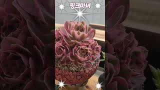 여름에도 예쁜색감을 유지한 핑크마녀 에오니움 다육(Pink Witch Succulent)