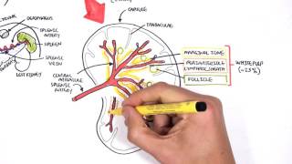 Spleen Anatomy and Physiology