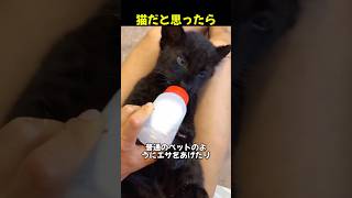 この動物は猫じゃない #shorts