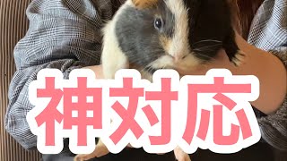 結局モルモットってどれくらいなつくの？Do guinea pigs get along with humans?