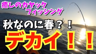 秋なのに春？！#kayakfishing #カヤックフィッシング #釣り #エギング #ティップラン