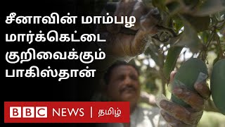 Pakistan Mangoes: மாம்பழத்தால் நெருக்கமாகும் சீனா - பாகிஸ்தான்; இந்தியாவின் நிலை?