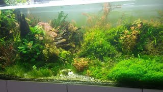 Aquascape planted jungle co2 aquarium tank 800 liter