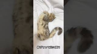 子猫の寝顔が可愛すぎる😻💕まんぼう【スコティッシュフォールド】#Short