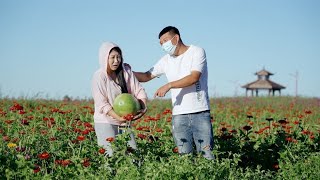 美女连偷七天西瓜，最后被小伙逮住拉回家当媳妇，爆笑