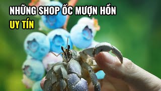 Những Shop Ốc Mượn Hồn Uy Tín