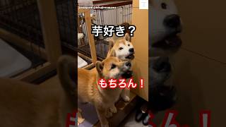 2人でお返事‼️芋好きな柴犬の兄弟が可愛すぎる💕　#柴犬　#犬　#かわいい犬 #犬のいる暮らし #おもしろ