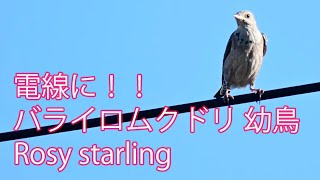 【電線に！！】バライロムクドリ幼鳥  Rosy starling