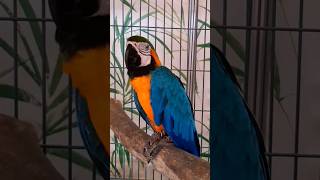 ৪ ধরনের বড় পাখি || 4 types of large birds