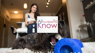 GoBone All-day play for you and your dog
