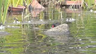 バンとオオバン　浮間公園