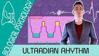 The Stages of Sleep: Ultradian rhythm - Biological Psychology [AQA ALevel]