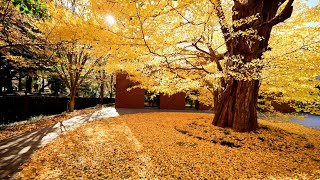 紅葉する上野公園