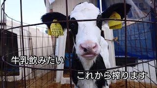 牛の乳搾りを見てみよう‼️