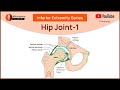 Understanding the Hip Joint: Part 1- A Comprehensive Guide with Dr. VB