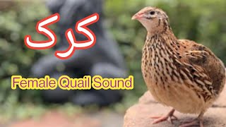 madi batair ki awaz|femalee common quail|kirak|