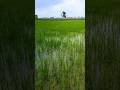 Super Fine Nursery After Urea Broadcast{RiceZone} #agriculture #farming #viral #village #np #farmer