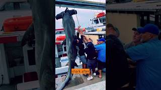 Fishermen shocked to land super-rare 14ft hammerhead shark after 90 minute battle.