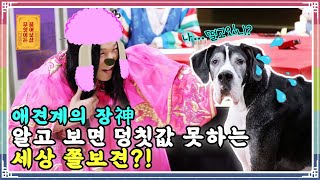 ENG SUB) 초대형견 등판! 알고 보면 벌벌 떠는 순딩견? (Feat.개통령) [무엇이든 물어보살 60화]