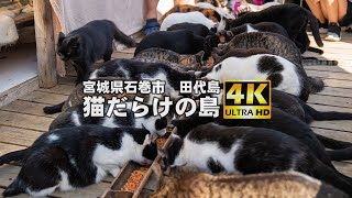 【猫だらけの島　田代島】猫は島の守り神　宮城県石巻市　宮城観光　JAPAN