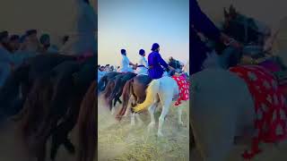 6 HORSE RUNNING⚡️ || HORSE STABLE NANDED