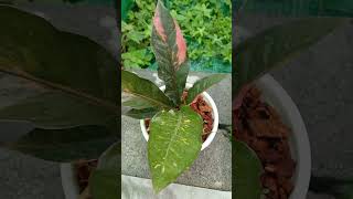 #ไม้มงคล #ต้นไม้มงคล #ไม้สวยงาม #โชคเก้าชั้นด่าง #หน้าวัวใบ #anthurium #1900 บาทส่งฟรี