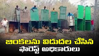 జింకలను విడుదల చేసిన ఫారెస్ట్ అధికారులు.. || Forest Officers Releases Deer's