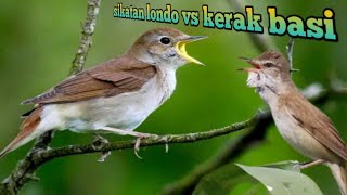 burung sikatan londo vs kerak basi !!gacor dorr cocok buat masteran burung lain.