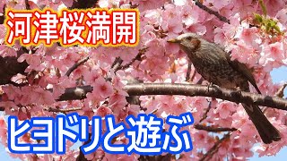 河津桜満開ヒヨドリと遊ぶ