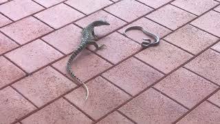 Goanna Takes Down Deadly Snake