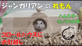 れもん、コロールハウスへお引っ越し【ハムスター/ジャンガリアン】