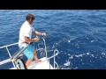 Striped Marlin caught & released in Maputo Bay, Mozambique 2