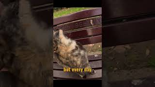 Girl feeds stray cats in the park