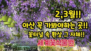 2.3월 아산시 꼭!! 가봐야하는 추천 장소!!!  꽃터널이 멋쪄유~