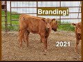 Cattle Branding 2021 | Livestock Brand | Hot Iron | Beef Cattle