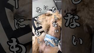 【なーにもしない】#funny #capcut #cute #おもしろ #dog #犬 #tiktok #小太郎