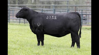 Lot 20 - Montana Rita 2266