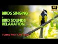 Bird Songs - 8 HOURS of Birds Singing in the Forest - Nature Relaxation Video in 4K Ultra HD