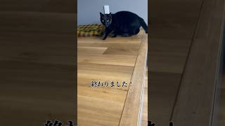 【猫実況】儚き夢の旅路猫 #猫 #猫動画 #猫のいる暮らし #ねこ #cat #shorts