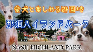 那須ハイランドパークへ行ったチワワとイタリアングレーハウンド（イタグレ）～愛犬と楽しめる那須高原の遊園地～【犬とお出かけ】