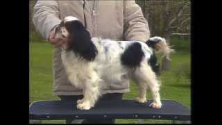 English Toy Spaniel - AKC Video Library