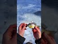 the scariest thing to see ice fishing 🐟🎣 fishing raybanmetapartner