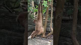 白手長臂猿White-handed Gibbon/Taipei Zoo