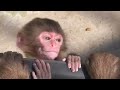 baby monkey. ニホンザルの赤ちゃん2014（釧路動物園）⑦