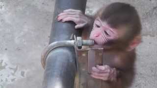 Baby Monkey. ニホンザルの赤ちゃん2014（釧路動物園）⑦