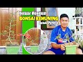 Cara Membuat Bonsai Kemuning