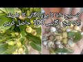 Tasbi Dana Plants Harvesting /How to Grow Tasbi Dana Plant From Seeds /