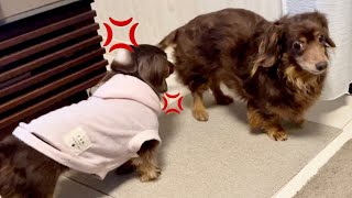 歩いてただけで妹犬に怒られた兄犬【チワックスとダックスフンド】