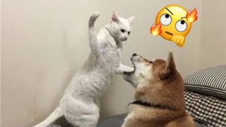 Best funny animal videos  in 2022 🤣😂 - funniest animals moments🐱 - try not to laugh